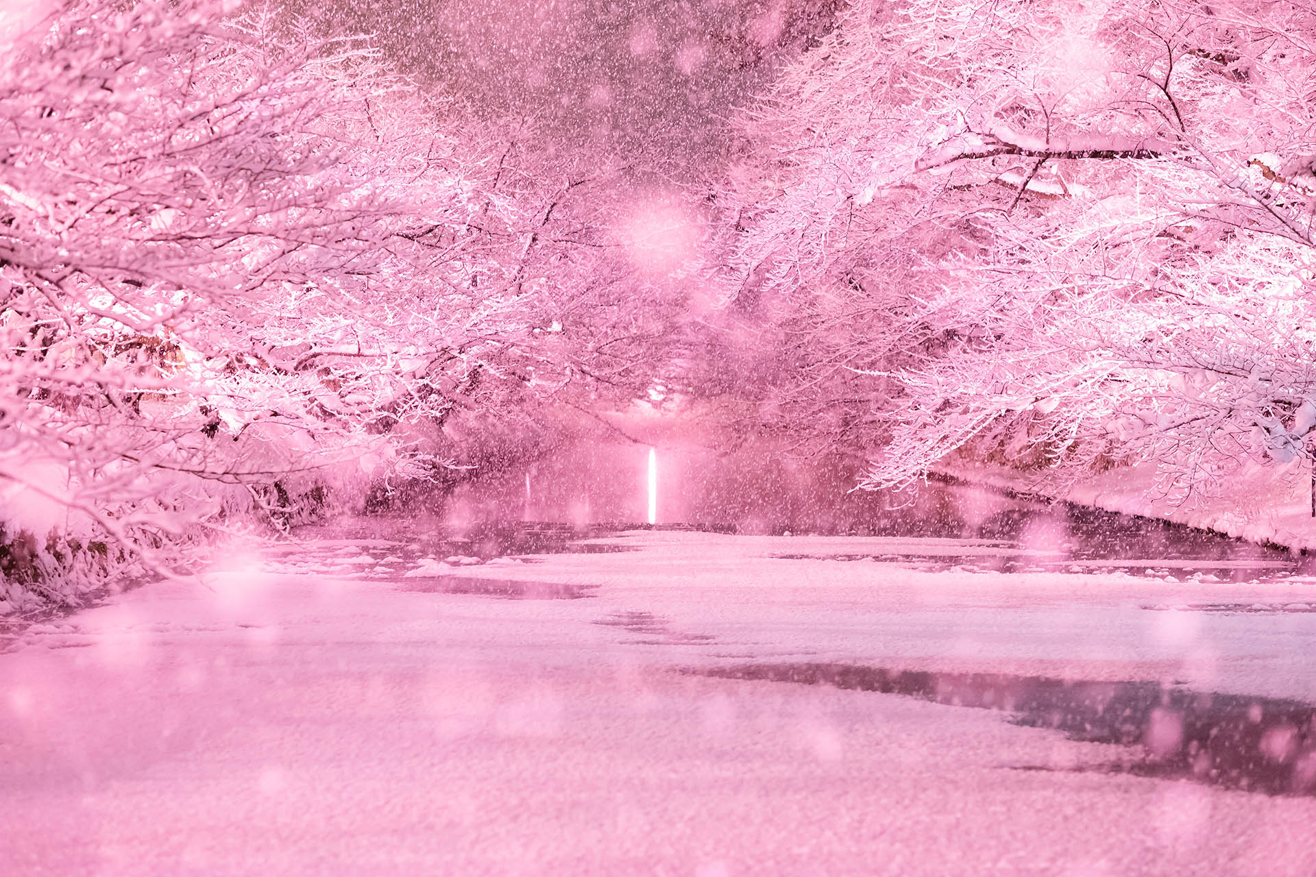冬に咲くさくらライトアップ】弘前の冬に咲く満開の桜をご紹介
